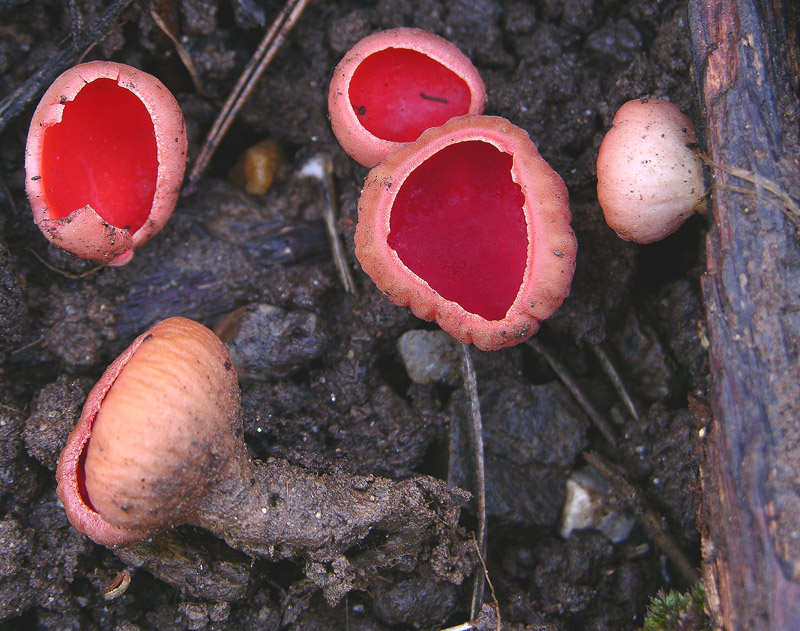 Sarcoscypha austriaca.
